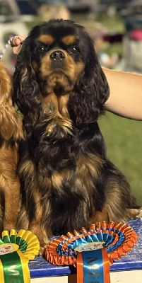 Étalon Cavalier King Charles Spaniel - CH. Tellement belle De la geode