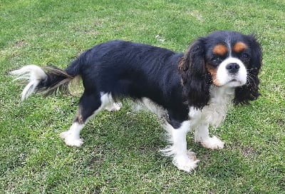 Étalon Cavalier King Charles Spaniel - Toscane De La Horde Royale