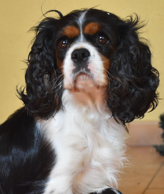 Étalon Cavalier King Charles Spaniel - Urielle De la combe berail