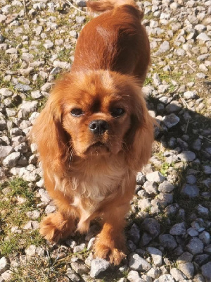Étalon Cavalier King Charles Spaniel - Vivo per lei Des Lords De Mao