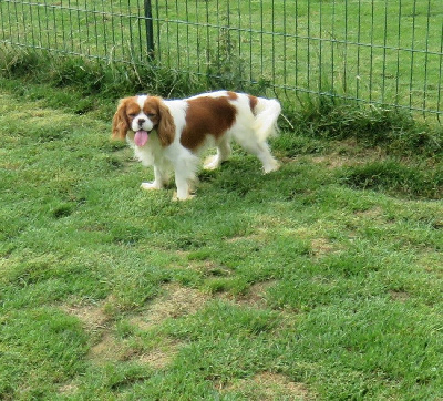 Étalon Cavalier King Charles Spaniel - Vegas trognons d'haudricourt