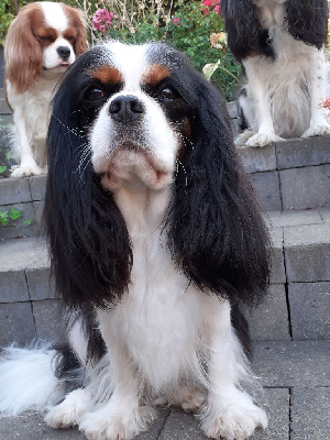 Étalon Cavalier King Charles Spaniel - Sybelle vom haarigen hund