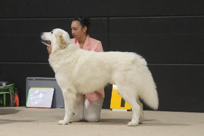 Étalon Chien de Montagne des Pyrenees - CH. U'cesar du val de montserrat