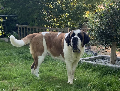 Étalon Chien du Saint-Bernard - Rhystal bell Du Domaine D'Arka