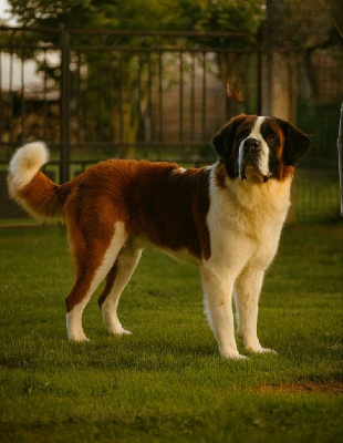 Étalon Chien du Saint-Bernard - Taïger king Du Jolyreve d'Amandine