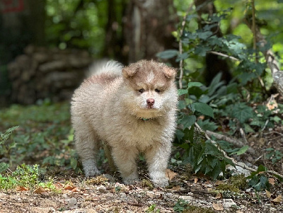 Étalon Chien finnois de Laponie - Armas onnekas Valkoinien Laakso