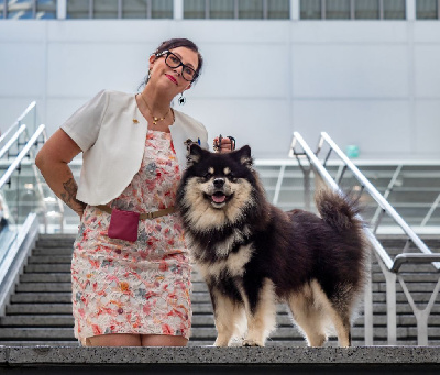 Étalon Chien finnois de Laponie - CH. Unvaniezh soulidari kened Du Temple Namasté De Benthéa