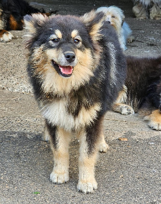 Étalon Chien finnois de Laponie - Alpha-alpine du Domaine du Chai de Majolan