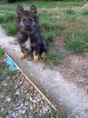 Étalon Chien finnois de Laponie - Alien Du Domaine De Mirage