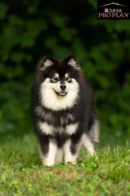 Étalon Chien finnois de Laponie - V'la t'y pas le raymond Du Temple Namasté De Benthéa