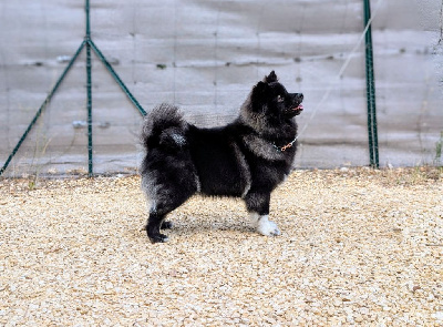 Étalon Chien finnois de Laponie - Uruz olga Du Temple Namasté De Benthéa