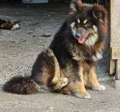 Étalon Chien finnois de Laponie - Viconte-versaille du Domaine du Chai de Majolan