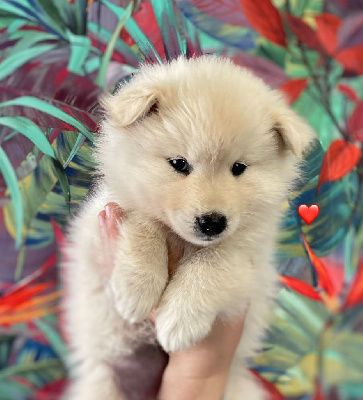 Étalon Chien finnois de Laponie - Avicii waiting for love de la Nouvelle Aube