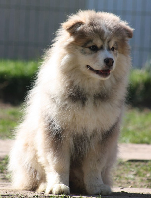 Étalon Chien finnois de Laponie - Versace charlotte du Domaine D'Arinella Bianca