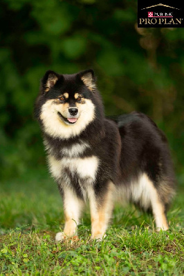 Étalon Chien finnois de Laponie - CH. Unvaniezh soulidari gramaci Du Temple Namasté De Benthéa
