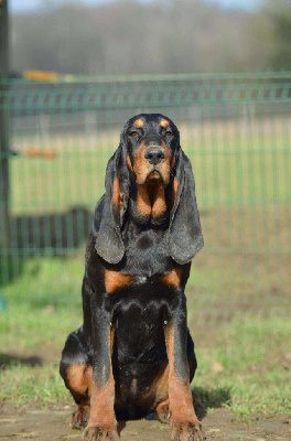 Étalon Chien noir et feu pour la chasse au raton laveur - Valkyrie Della Casa Di Lombardo