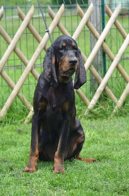 Étalon Chien noir et feu pour la chasse au raton laveur - CH. Untress Della Casa Di Lombardo
