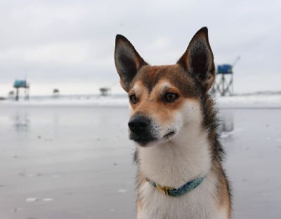 Étalon Chien norvegien de macareux - lundetuftens Haukur hrafnirson