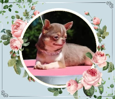 Étalon Chihuahua - Sunset paradise Des Petits Coeurs De Pirate