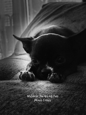 Étalon Chihuahua - Valéria Du Gang Des Minis Crocs