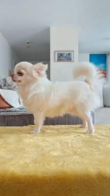 Étalon Chihuahua - Vanellope'ace on my heart Des P'tits Boléros De Ravel