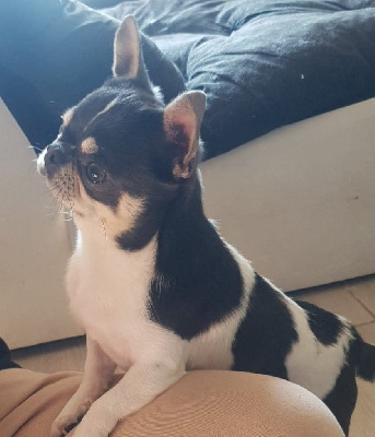 Étalon Chihuahua - Paco rabanne it is your dream