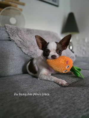 Étalon Chihuahua - Aïka Voxel Ux