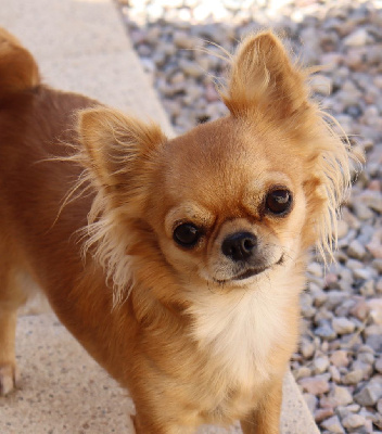 Étalon Chihuahua - Une diva du Domaine San Sébastian