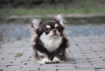 Étalon Chihuahua - heart & spirit Purple dusty