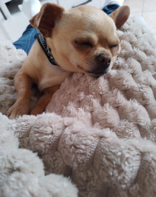 Étalon Chihuahua - Seijun du Domaine Du Jardin d'Eden