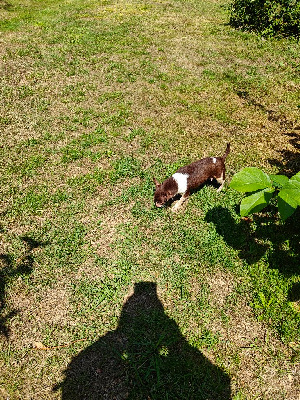 Étalon Chihuahua - Rosie (Sans Affixe)