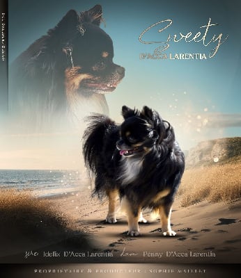Étalon Chihuahua - Sweety d'Acca Larentia