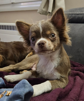 Étalon Chihuahua - Azur Des Perles Du Plessis