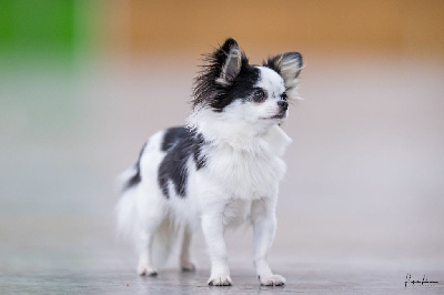 Étalon Chihuahua - Voice of' harmony Des P'tits Boléros De Ravel