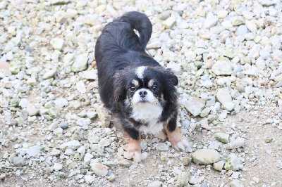 Étalon Chihuahua - Raklette de la grande equinoxe