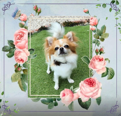 Étalon Chihuahua - Rust luvv Of Elderflower Cottage