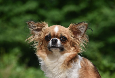 Étalon Chihuahua - Wixy De La Rodge Creux