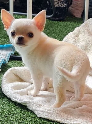 Étalon Chihuahua - Vaiana De l'élite des empereurs