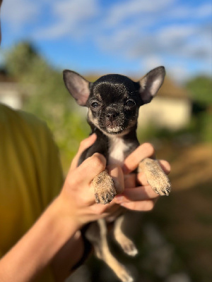 Étalon Chihuahua - Alerte à malibu De L’Empreinte De Maitouck