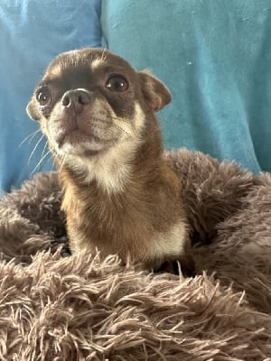 Étalon Chihuahua - R pralinette du Jardin des Lutins