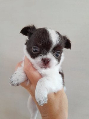 Étalon Chihuahua - Viking De Doukywa