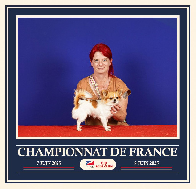 Étalon Chihuahua - Violette (Sans Affixe)