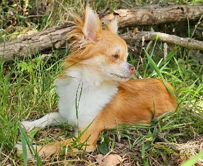 Étalon Chihuahua - Vanille du chemin des perséides