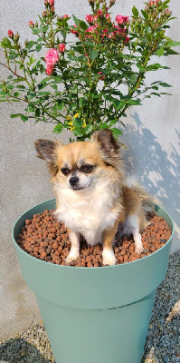 Étalon Chihuahua - Tessa my pretty Des Contrees Du Mont Salin