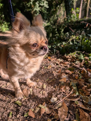 Étalon Chihuahua - Tahiti on the sand De Doukywa