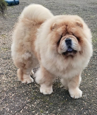 Étalon Chow Chow - Ubu De L'Esprit De Buchido