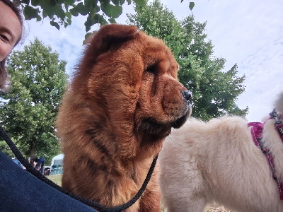 Étalon Chow Chow - Valentine De La Rivière Au Soleil