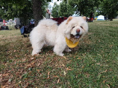 Étalon Chow Chow - Charming lady laster gold