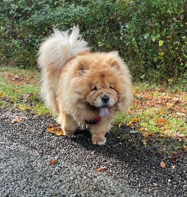 Étalon Chow Chow - Thaï-ha De Yuán Fang
