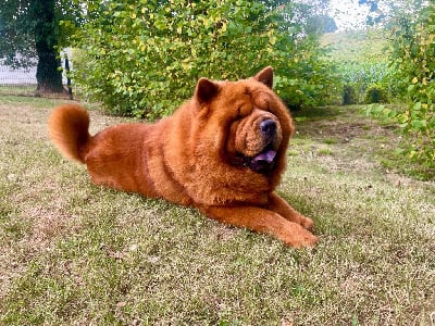 Étalon Chow Chow - old sweetland's Veyzh dit tosha